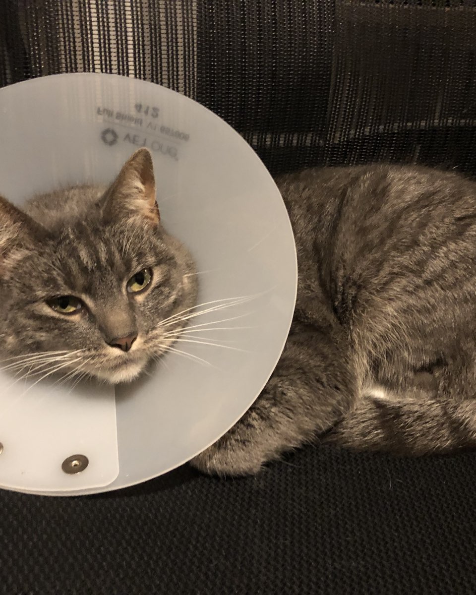 Cute cat named Betty