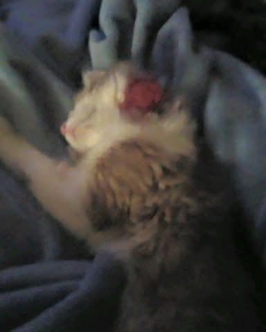 Cute cat named Lucky