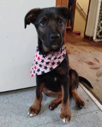 Cute dog named Peaches