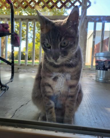 Cute Tabby named Jack