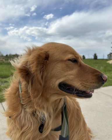 Cute dog named hali