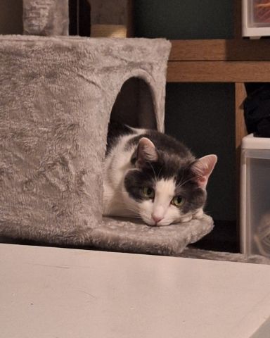 Cute American Shorthair named Cloudfur