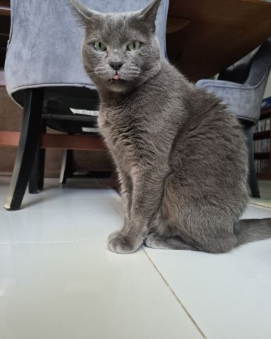 Cute cat named Marshall 🩶 Geoffrey