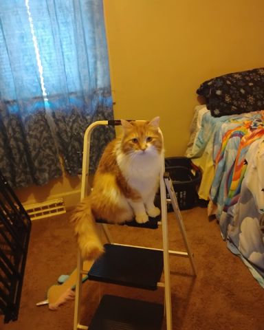 Cute cat named Lucky