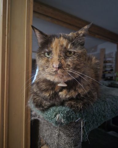 Cute Tortoiseshell named Spika