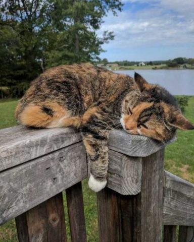Cute cat named CUTE CATS 💖