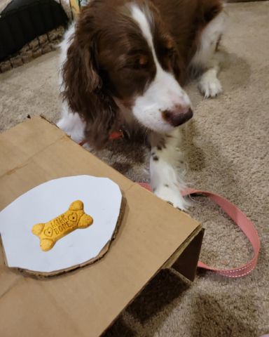 Cute English Springer Spaniel named Sparky