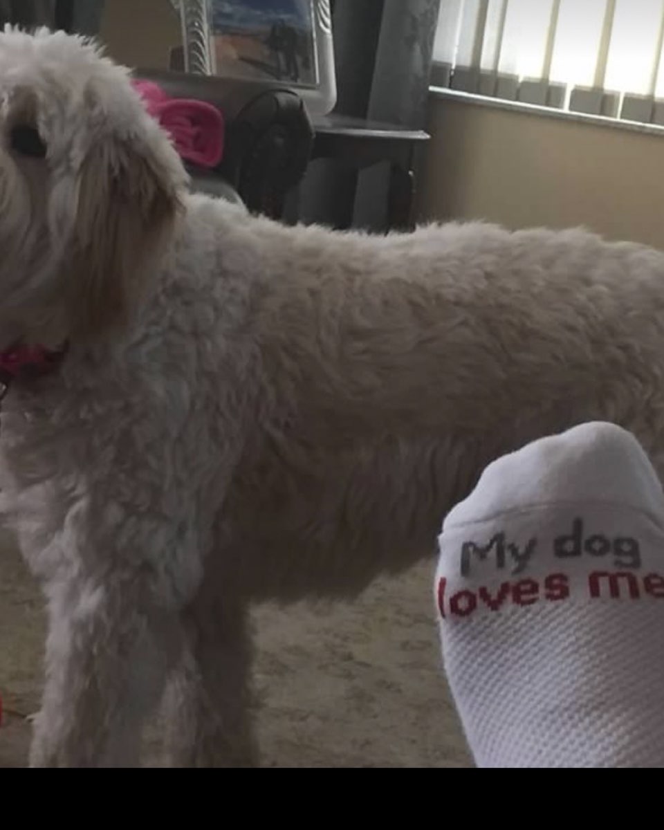 Cute dog named Bria