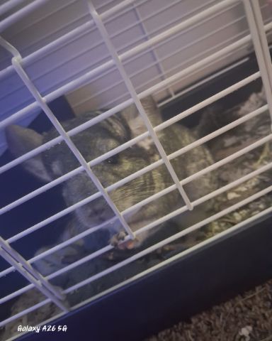 Cute Chinchilla named Chimmichanga