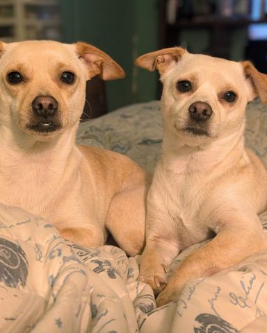 Cute Chihuahua mix named The girls...Happy and Lucky