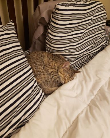 Cute tabby named Lucy