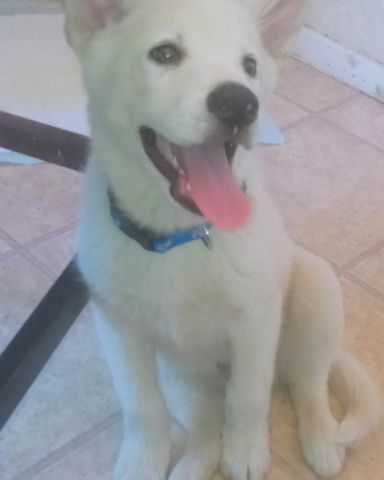 Cute White Husky and German shepherd mix named Chopper