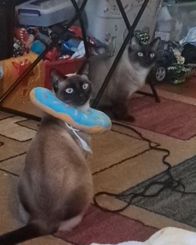 Cute Siamese named Twin love ❤ (Stella and Luna)