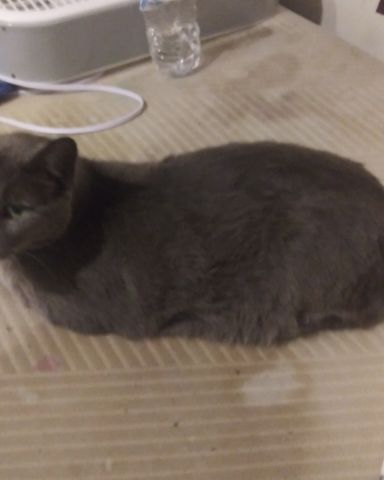 Cute cat named scoot