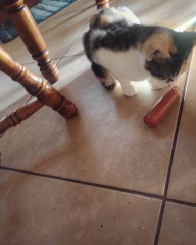 Cute cat named Kiki