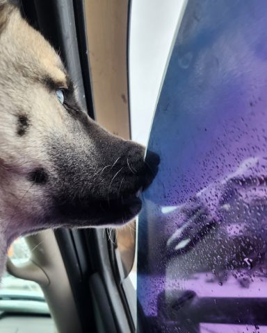 Cute Siberian husky × akita named remi