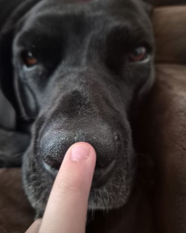 Cute English mastiff mixed with cane corso named Penny💜🤎