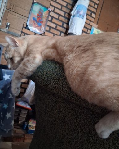 Cute cat named Mr. Orange