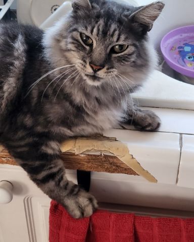 Cute cat named Yeti Freddie