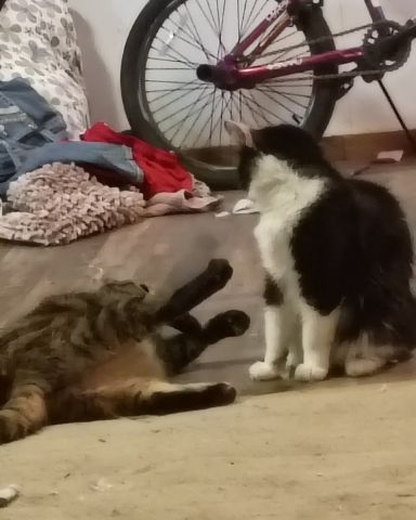 Cute cat named my two kitties fighting they sre having fun 😭😭