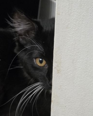 Cute cat named Andy