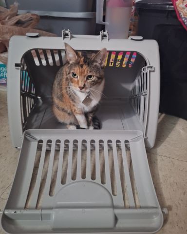 Cute calico named Tiana