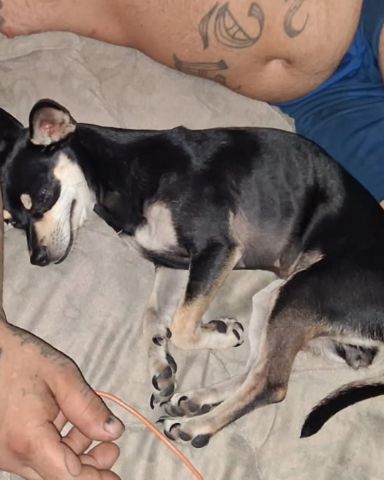 Cute pittys named pup&kaos