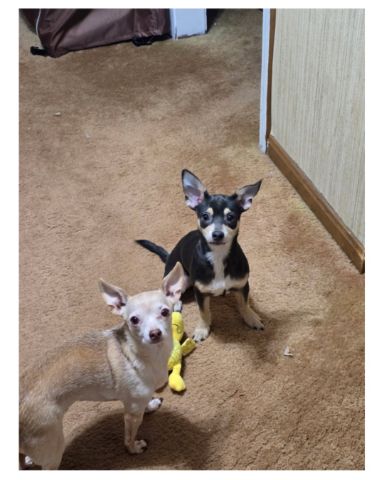 Cute Chihuahua s named Ralphie ,Oliver