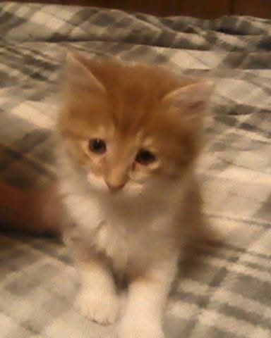 Cute cat named Lucky