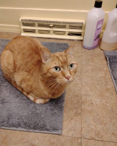 Cute cat named Tiger