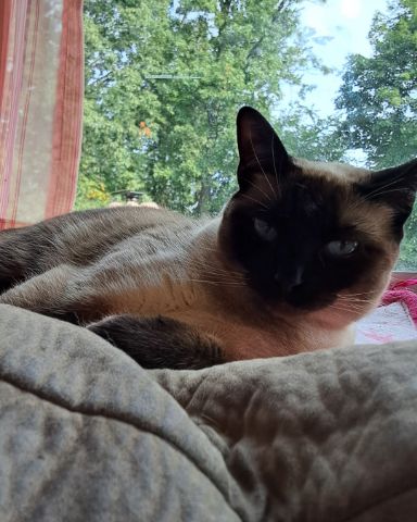 Cute Siamese named Luna🌙💫 (twin of Stella)