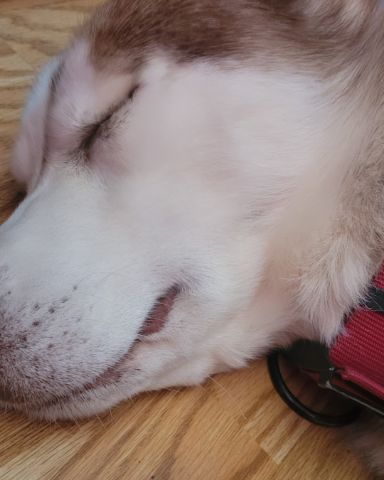 Cute Siberian husky named Apalo