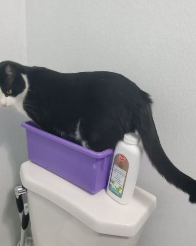Cute tuxedo cat named figaro