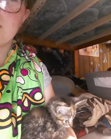 Cute calico tabby named kitty