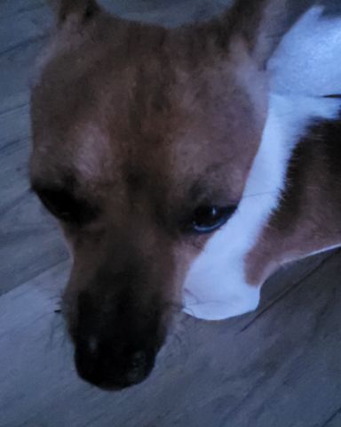 Cute Toy Fox Retriver named Kokito