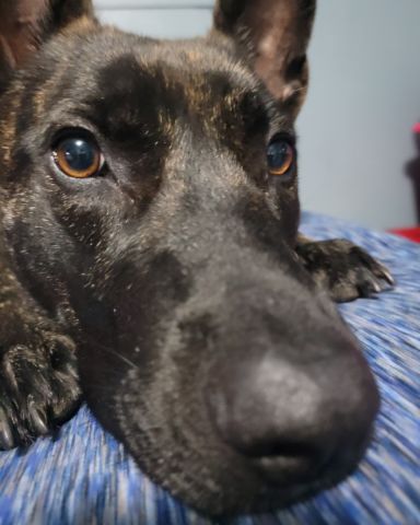 Cute Dutch shepherd named raya