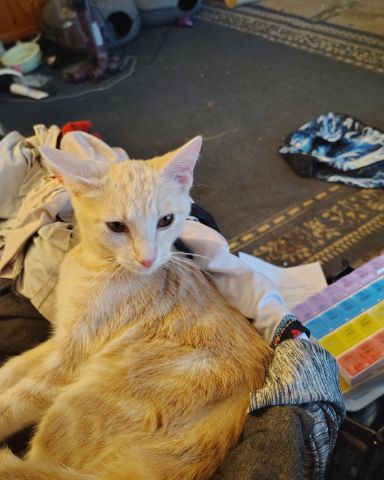 Cute orange kitty named Aphrodite