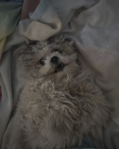 Cute dog named candy!🍭🍬