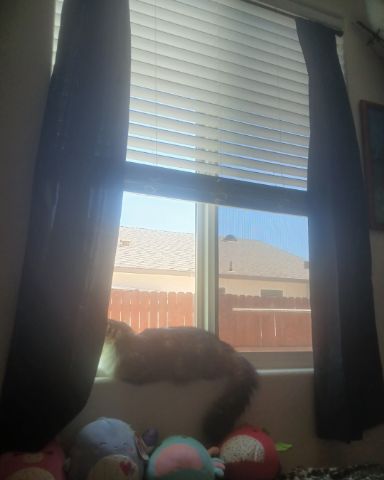 Cute cat named Frito