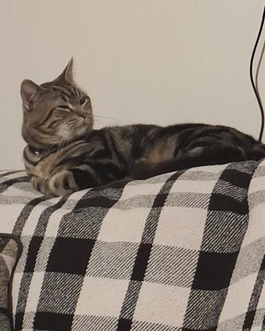 Cute taby named Hermes