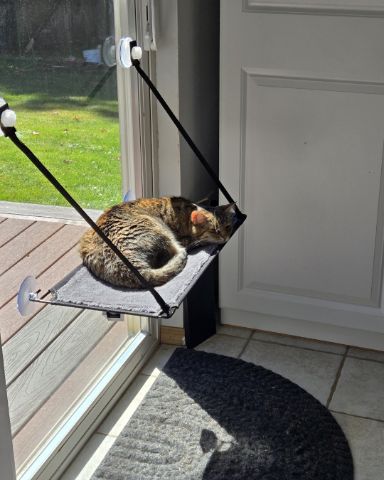 Cute tabby named Lucy