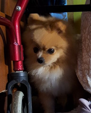Cute dog named Cosmo