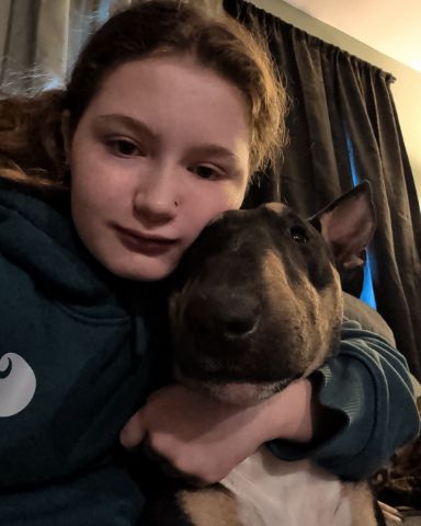 Cute bull terrier named Apache