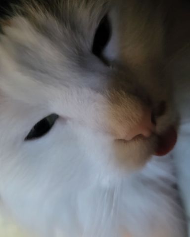 Cute cat named daisy
