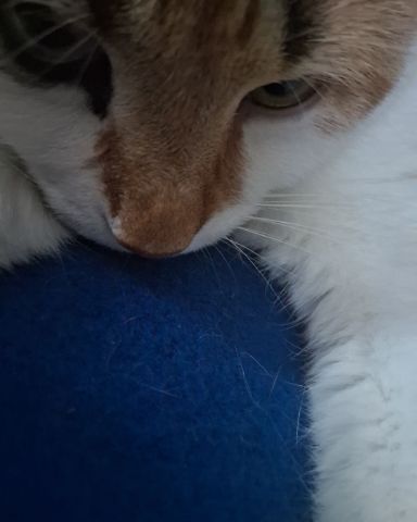 Cute Calico maincoon named Callie