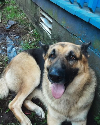 Cute German Shepherd named Wesson