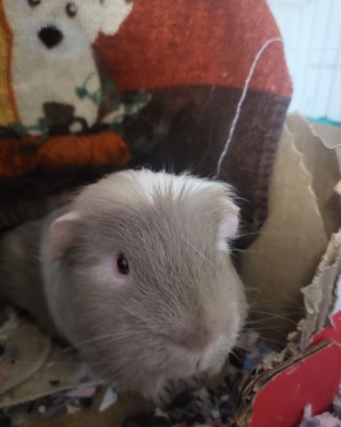 Cute Guinea pig named Colby Jack