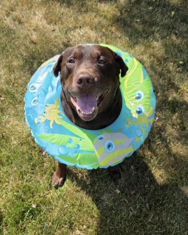 Cute chocolate lab named Roscoe