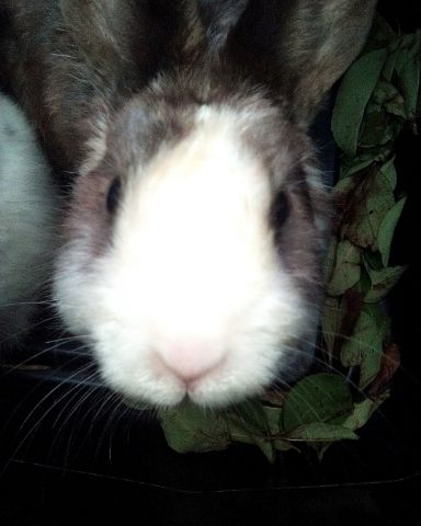 Cute Dutch dwarf rabbit named stormy