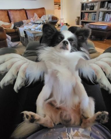 Cute Long haired Chihuahua named Danny
